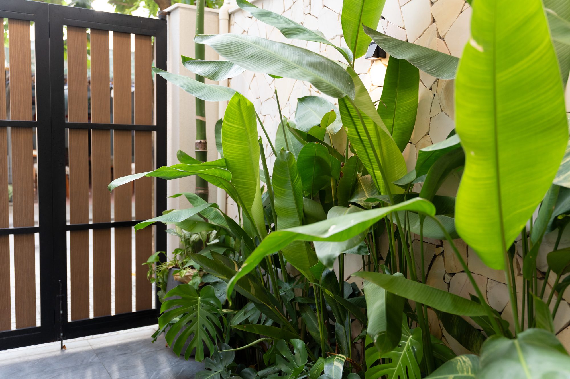 Gate with tropical plants